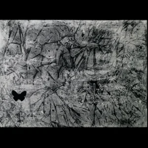 Papillon noir